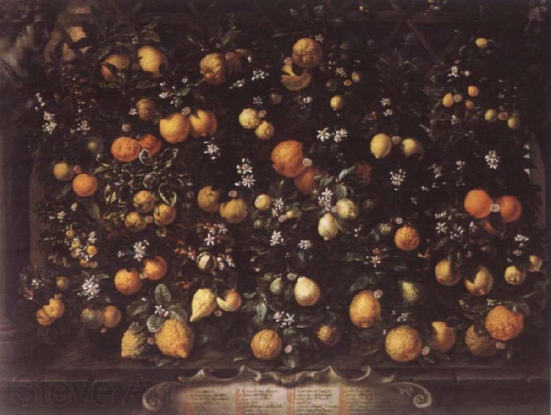 Bartolomeo Bimbi Orange lemon Limetten and Lunien Spain oil painting art